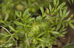 Field burweed